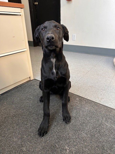 ELSIE - Great Dane available for adoption