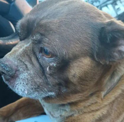 A046603 - Pug available for adoption