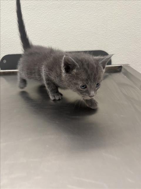 A046975 - Domestic Short Hair available for adoption