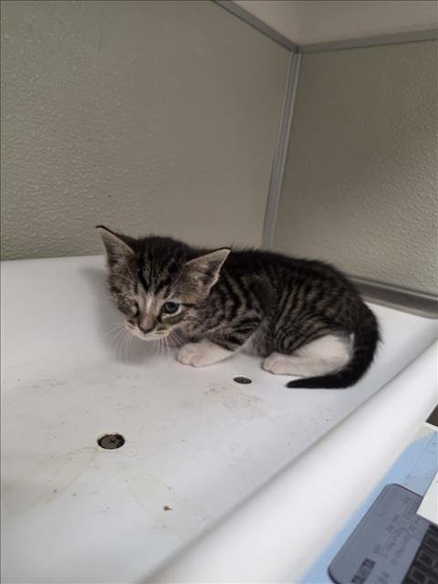 PETUNIA - Domestic Short Hair available for adoption