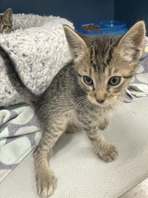 LUZ - Domestic Short Hair available for adoption
