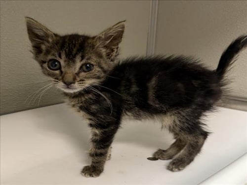 ALICE - Domestic Short Hair available for adoption