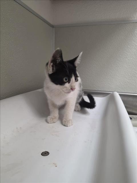 ALAIS - Domestic Short Hair available for adoption