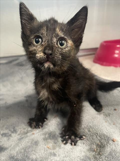 LEONA - Domestic Short Hair available for adoption