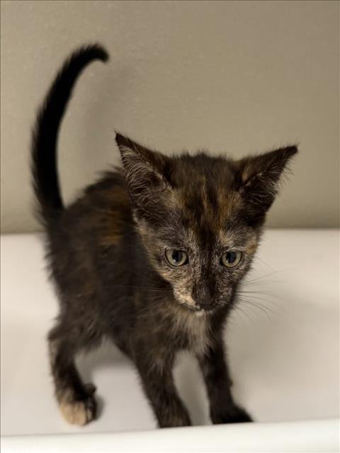 LEONA - Domestic Short Hair available for adoption