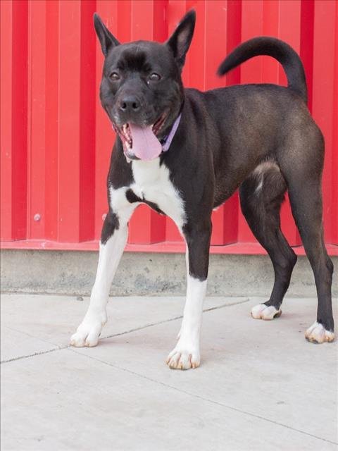 JOAN - Pit Bull Terrier available for adoption