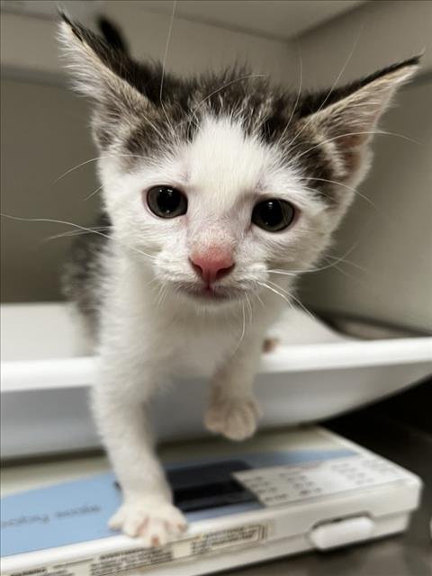 AUGUST MOON - Domestic Short Hair available for adoption