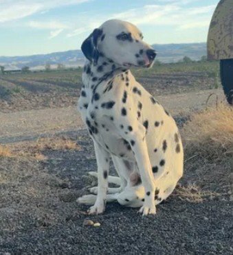 A047055 - Dalmatian available for adoption