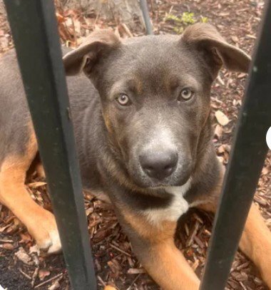 A047076 - Black and Tan Coonhound / German Shepherd Dog available for adoption