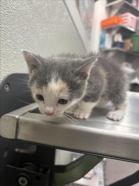 DERRY - Domestic Short Hair available for adoption