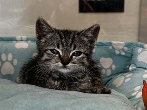 GALANTINA - Domestic Short Hair available for adoption
