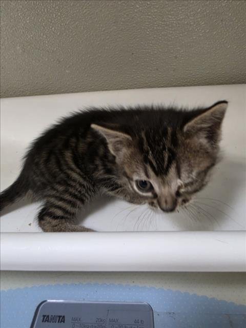 TERESITA - Domestic Short Hair available for adoption