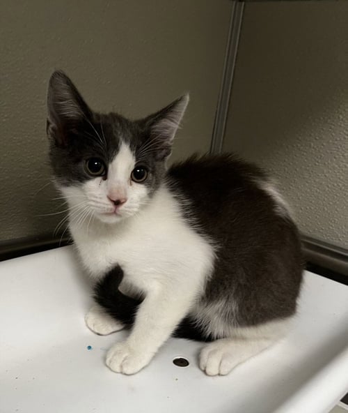 ROBIN - Domestic Short Hair available for adoption