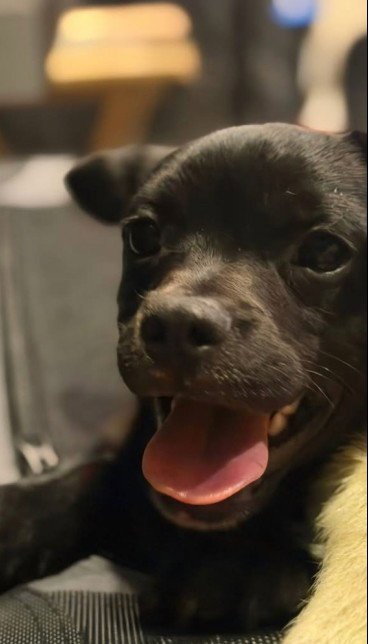 BINGO - Chihuahua available for adoption