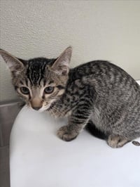 JIMMY - Photo 1