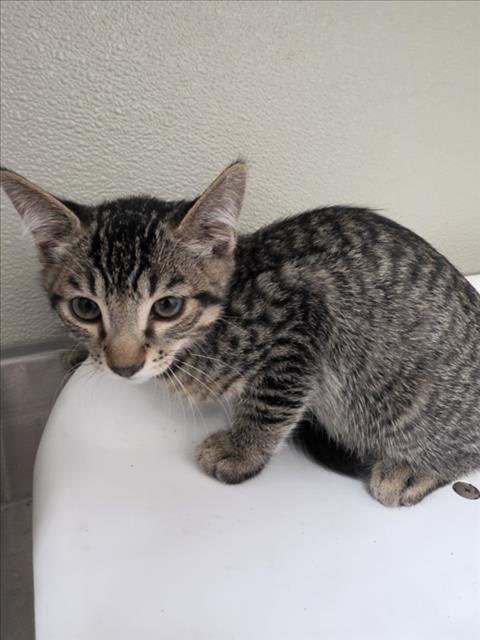 JIMMY - Domestic Short Hair available for adoption