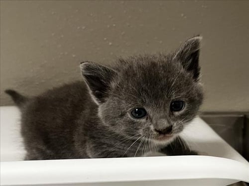 SWIFT - Domestic Short Hair for adoption in Stockton