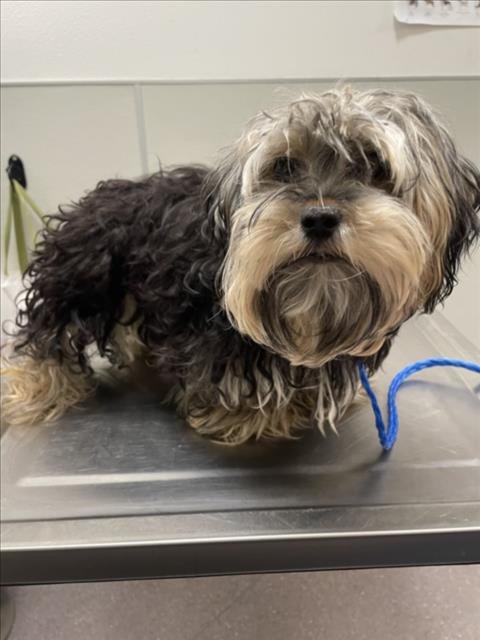 ADARE - Yorkshire Terrier Yorkie available for adoption