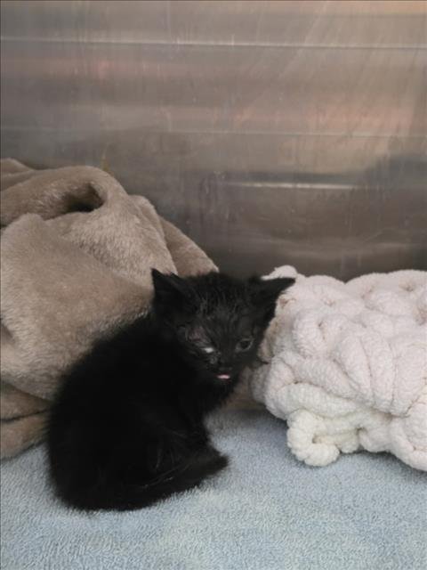 NOVA - Domestic Short Hair available for adoption