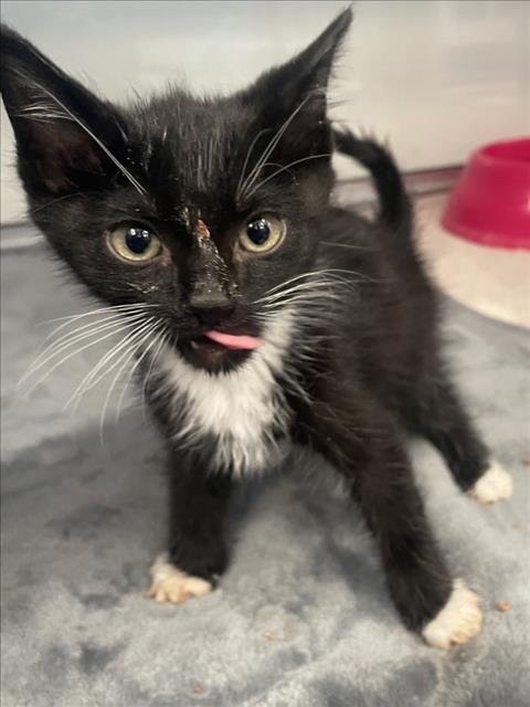 SOL - Domestic Short Hair available for adoption