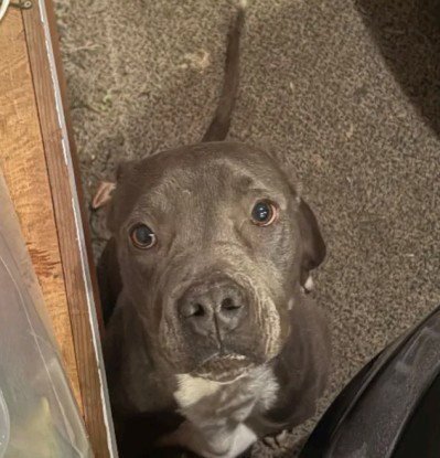 A047231 - Pit Bull Terrier available for adoption