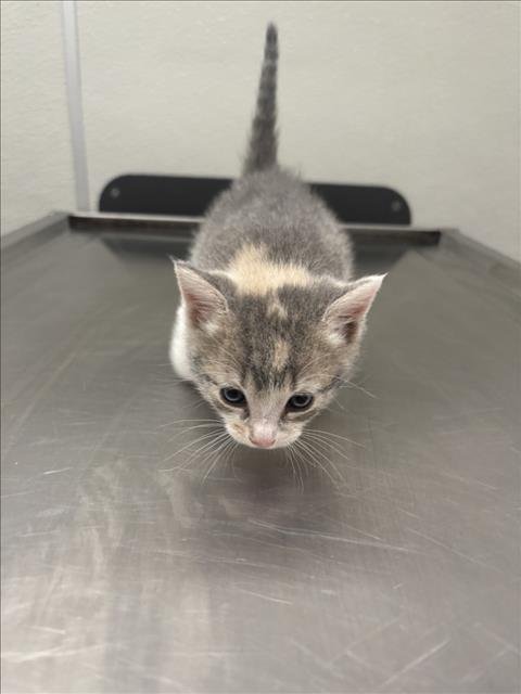 BELFAST - Domestic Short Hair available for adoption