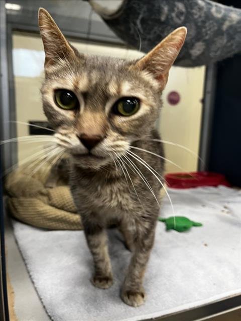 LENTIL - Domestic Short Hair available for adoption