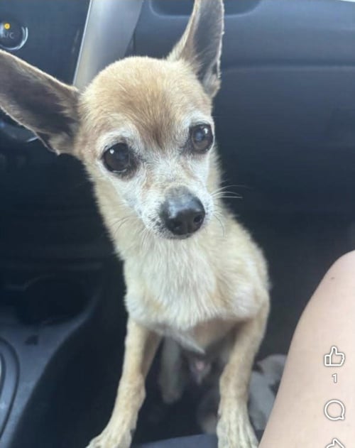 BAYLOR - Chihuahua available for adoption