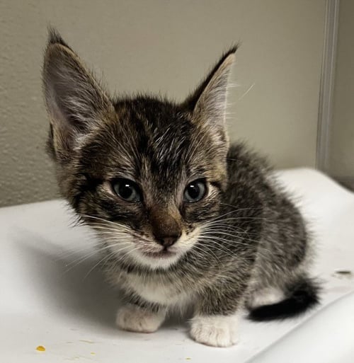 NARCISO - Domestic Short Hair available for adoption