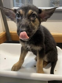MARGARITA - Photo 1