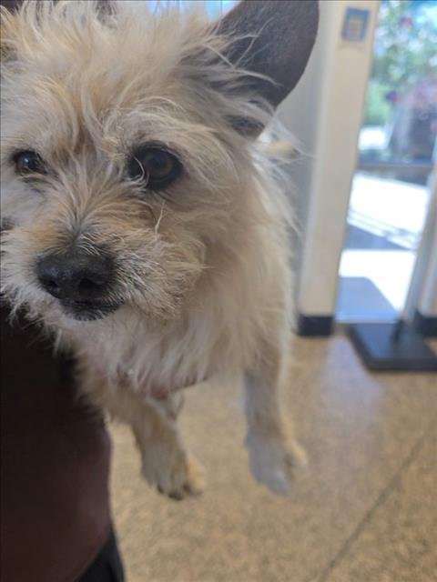A047772 - Cairn Terrier available for adoption