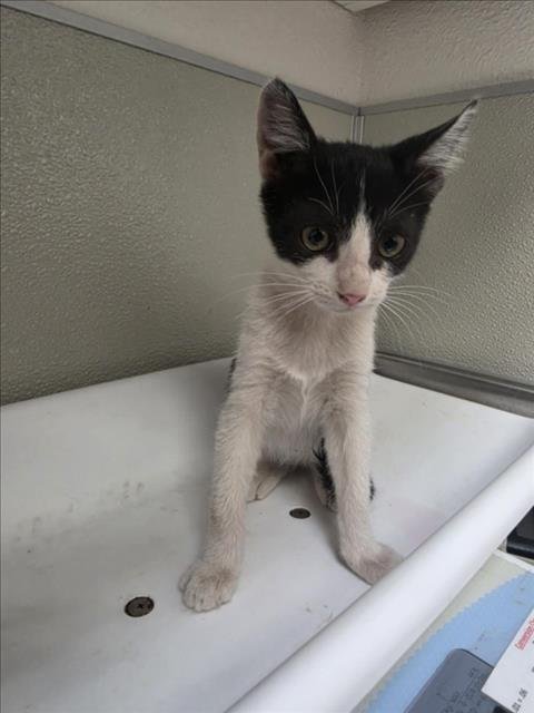 COCO - Domestic Short Hair available for adoption
