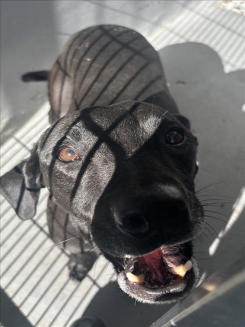 BLARNEY - Labrador Retriever available for adoption