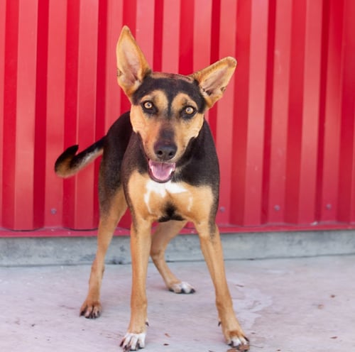 ESMERELDA - German Shepherd Dog / Doberman Pinscher available for adoption