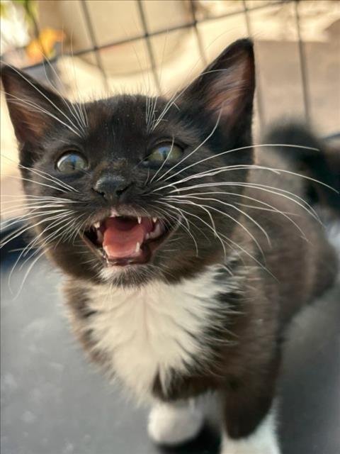 JELLYBEAN - Domestic Long Hair available for adoption