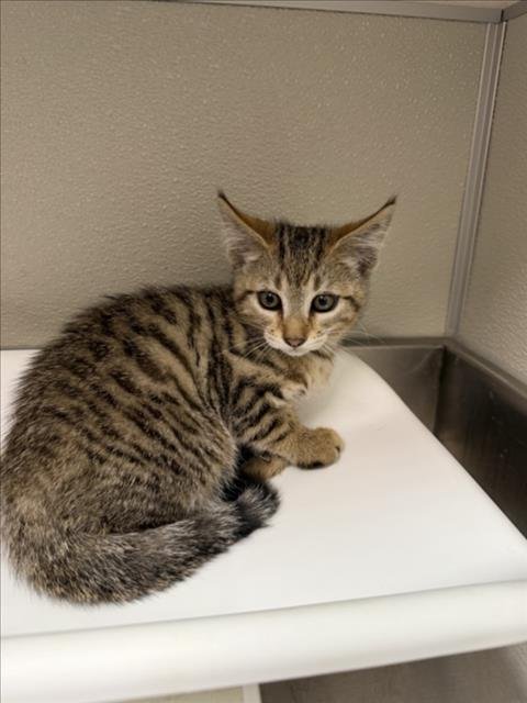 LOIS - Domestic Short Hair available for adoption