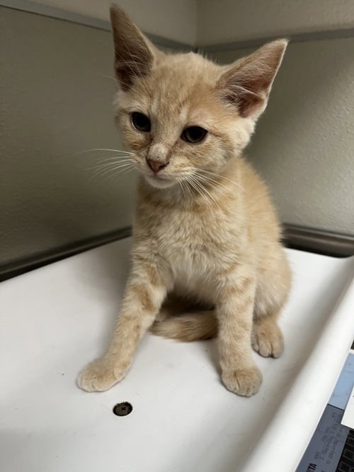 ROOSTER - Domestic Short Hair for adoption in Stockton