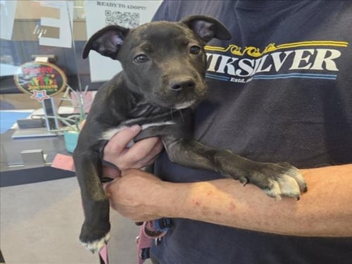 VANELLOPE - Pit Bull Terrier available for adoption