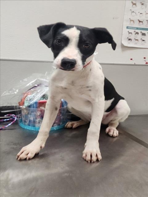 BEAN - Labrador Retriever / Australian Cattle Dog/Blue Heeler available for adoption