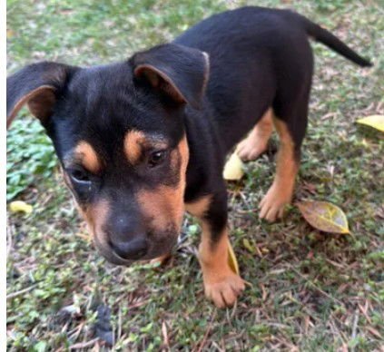 A046949 - Pit Bull Terrier available for adoption