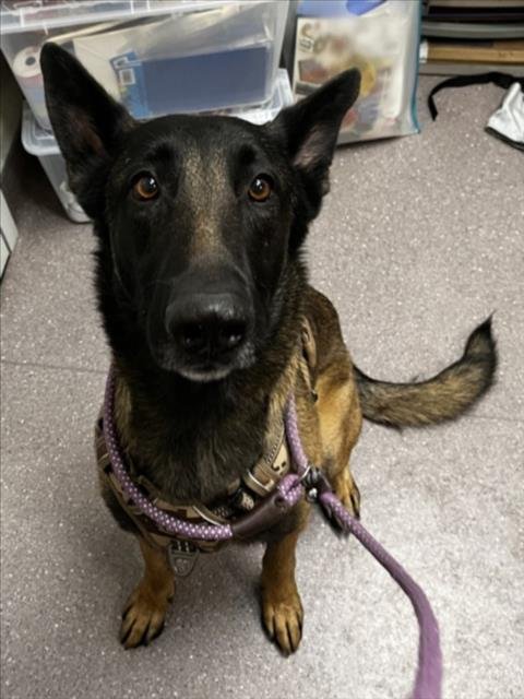 RANGER - Belgian Shepherd Malinois / German Shepherd Dog available for adoption