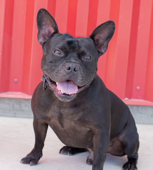 BUZZ - French Bulldog available for adoption