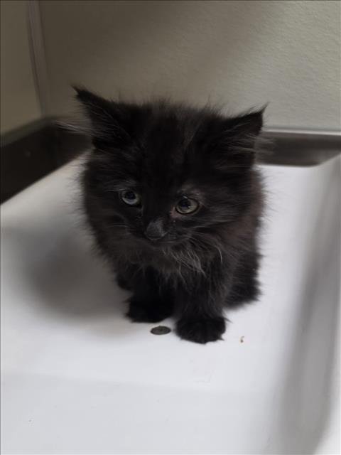 VIOLA - Domestic Medium Hair available for adoption