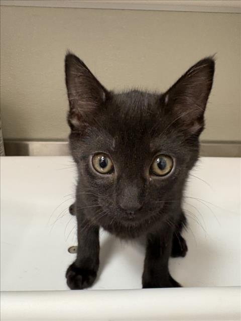 JERRY - Domestic Short Hair available for adoption