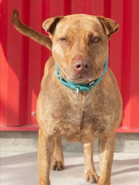CHOLULA - Pit Bull Terrier available for adoption