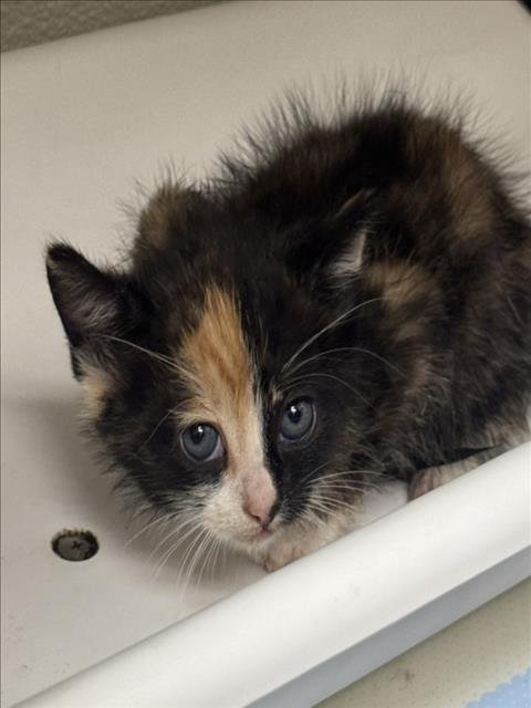 LAVANDA - Domestic Medium Hair available for adoption