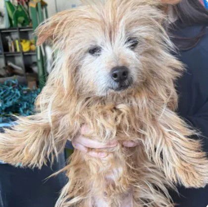 A046592 - Cairn Terrier available for adoption