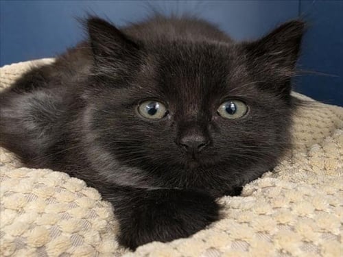 COMINO - Domestic Medium Hair available for adoption
