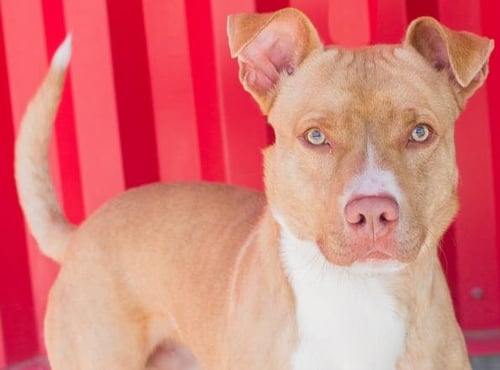 GRANT - Pit Bull Terrier available for adoption