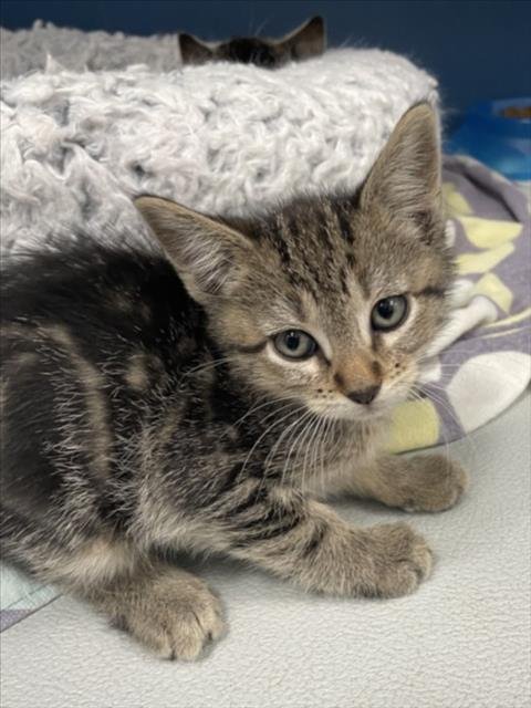 BAHIA - Domestic Short Hair available for adoption